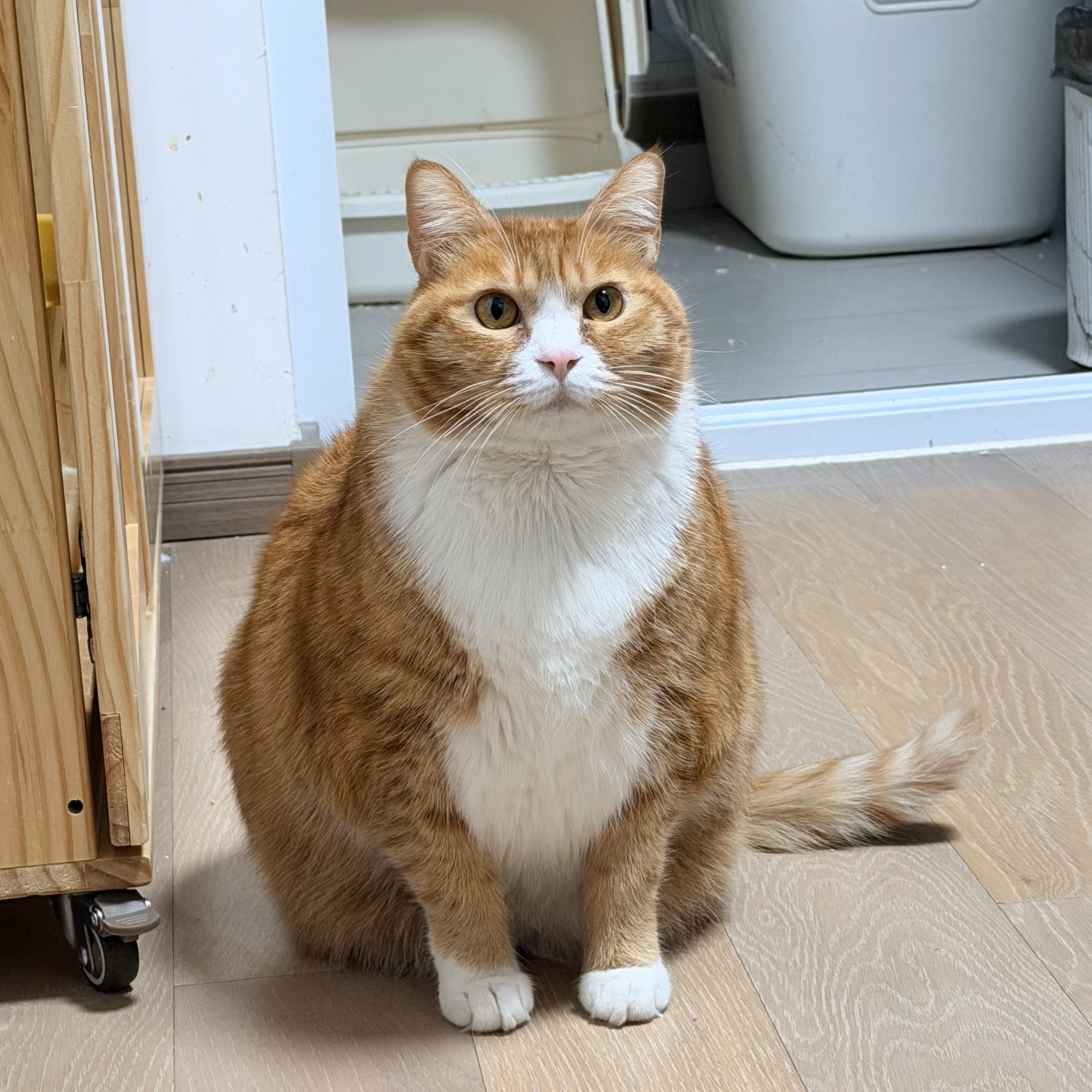 蛋松