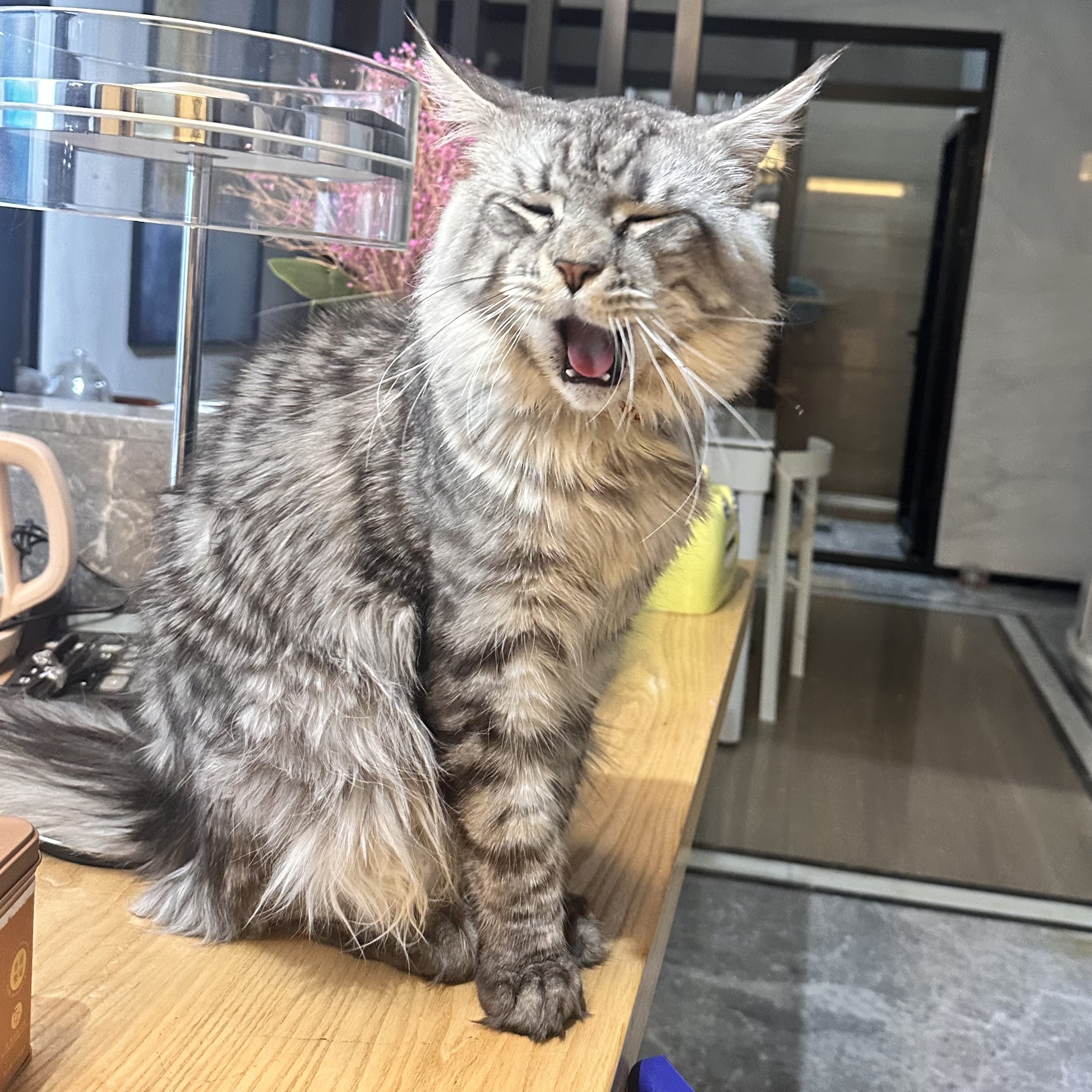 麦旋风