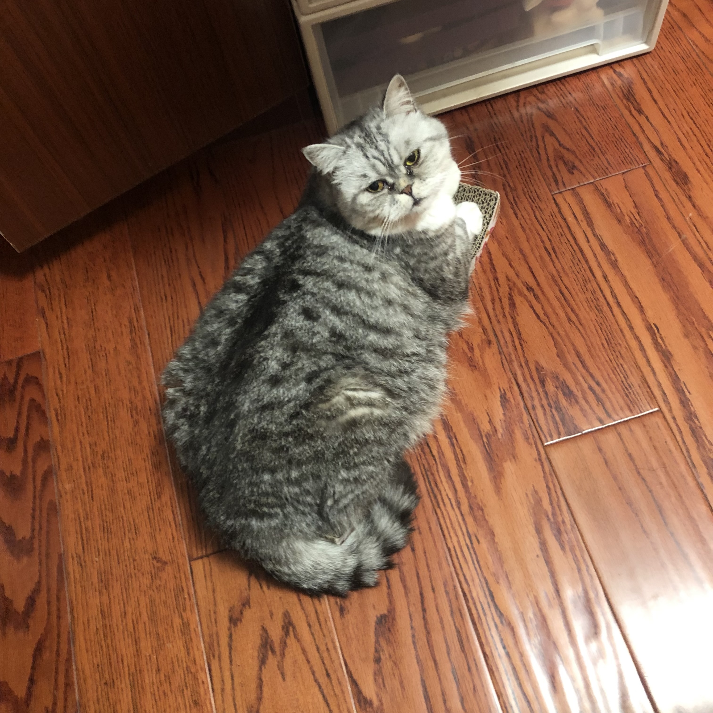 歪歪